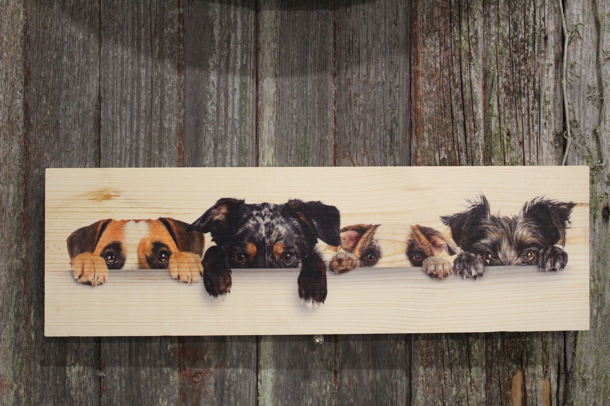 Dogs Wood Sign Faces Peeking Over Boxer Terrier Bull Dog Blue Heeler Puppy Picture Wall Decor Hanging Art